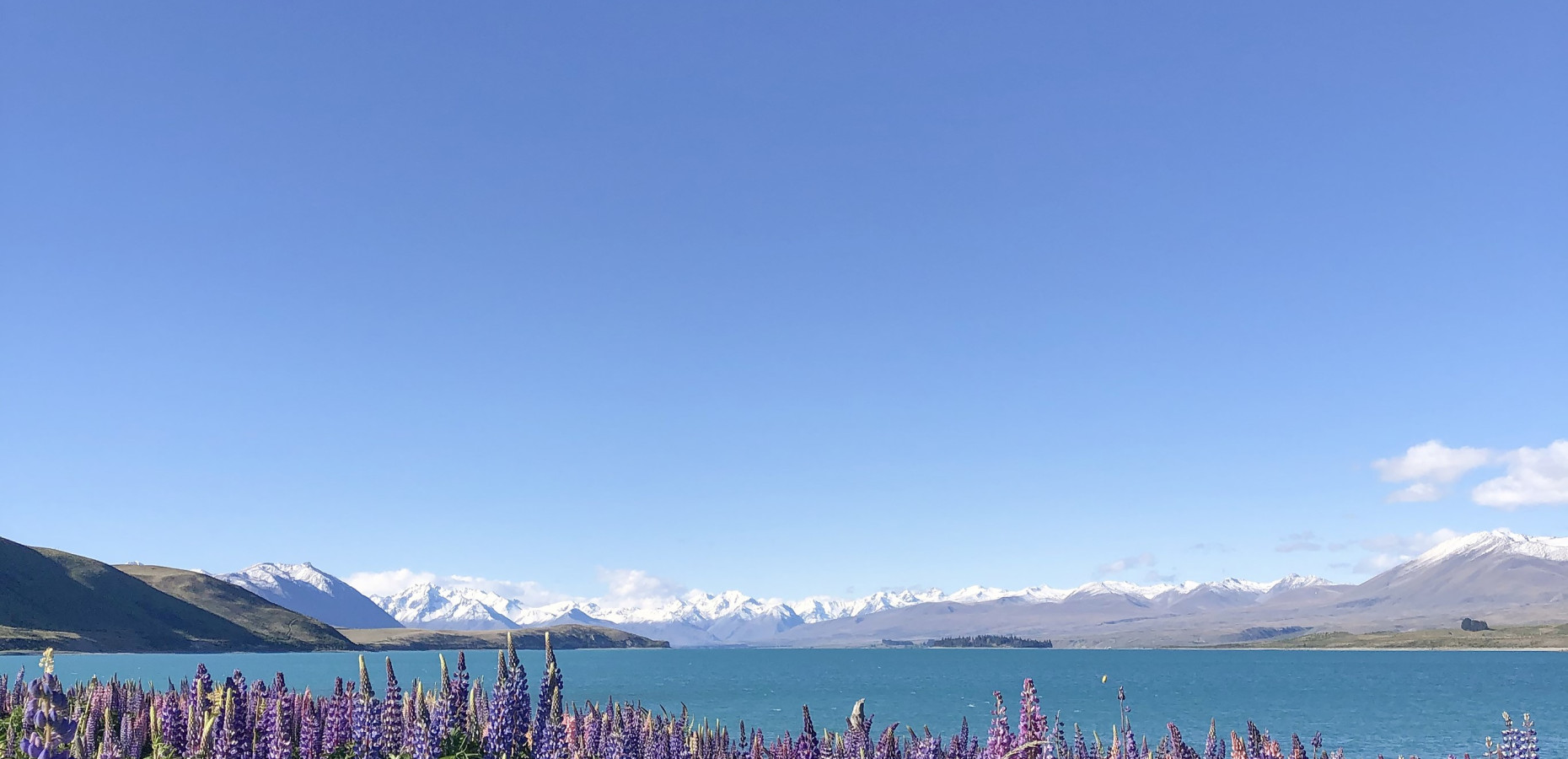 Mt Cook Lavendar  (002)
