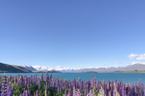 Mt Cook Lavendar  (002)