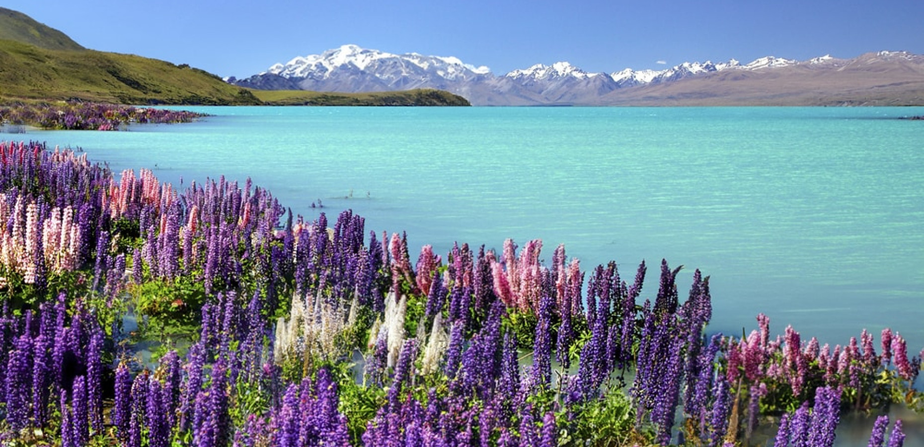 1 new zealand purple flowers south island lupins lake tekapo Adriana neptuna wanderlicious 2
