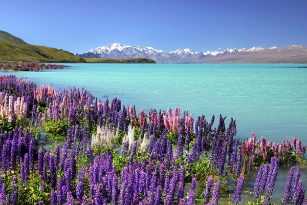 1 new zealand purple flowers south island lupins lake tekapo Adriana neptuna wanderlicious 2