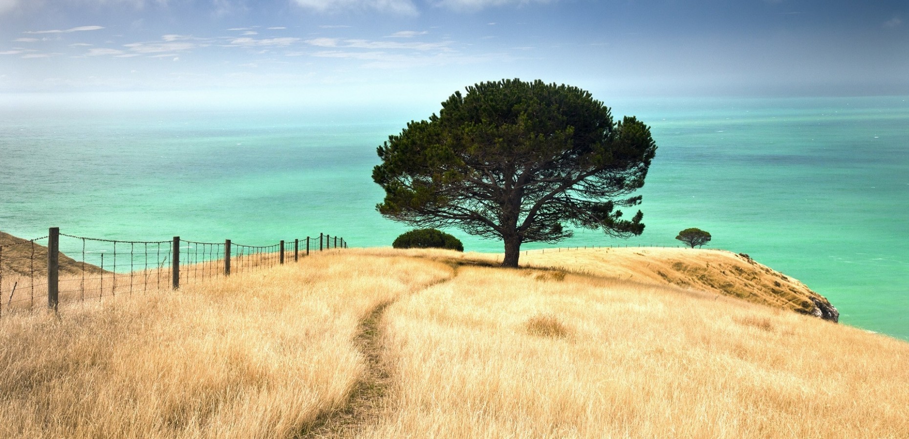 new zealand 7