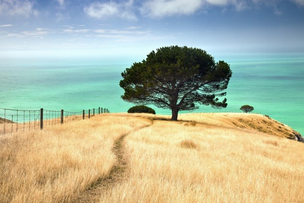 new zealand 7