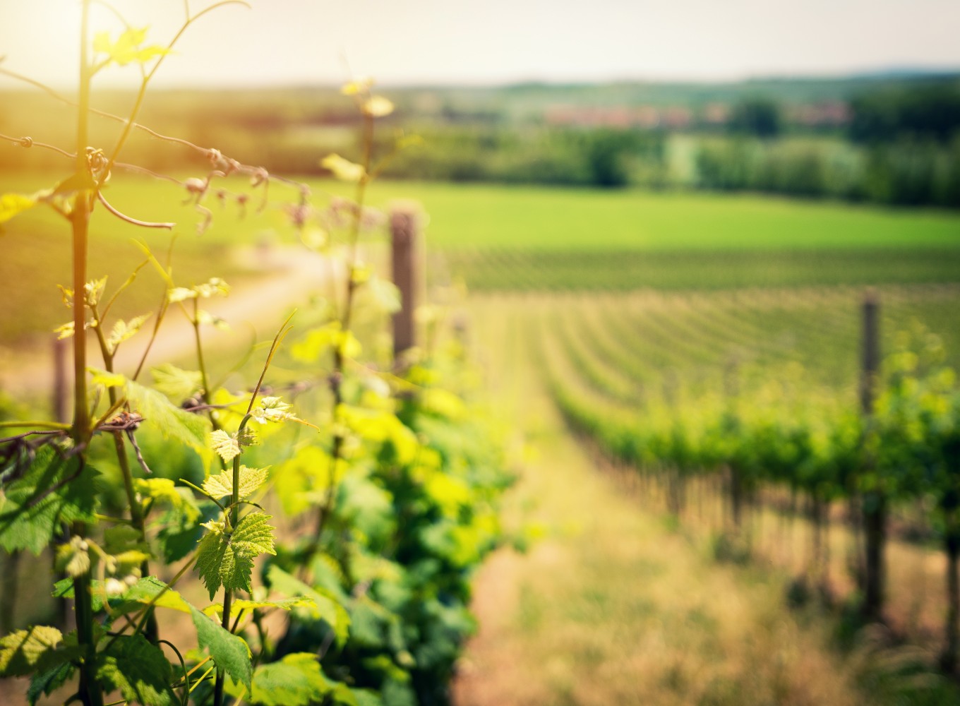 Grape vines