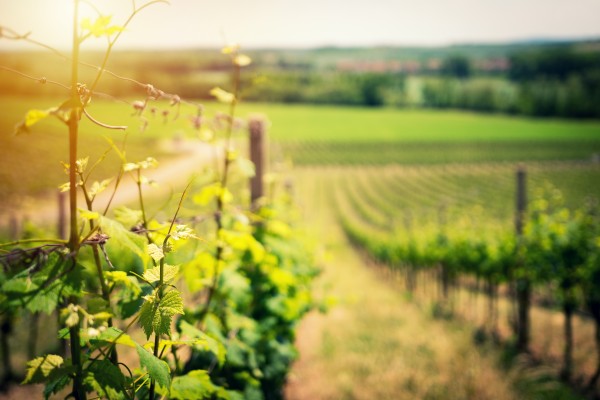 Grape vines