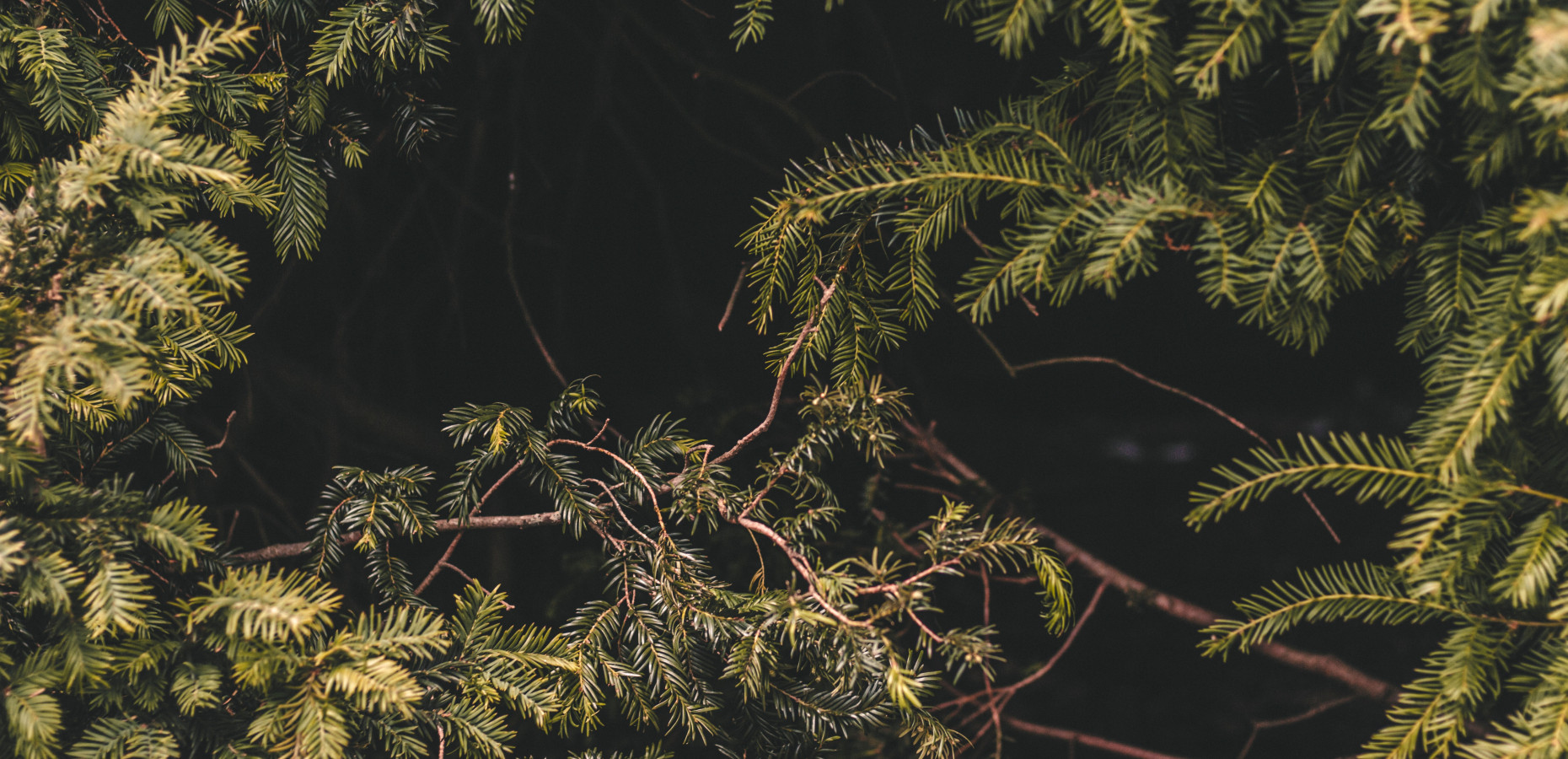 kaung myat min 749991 unsplash