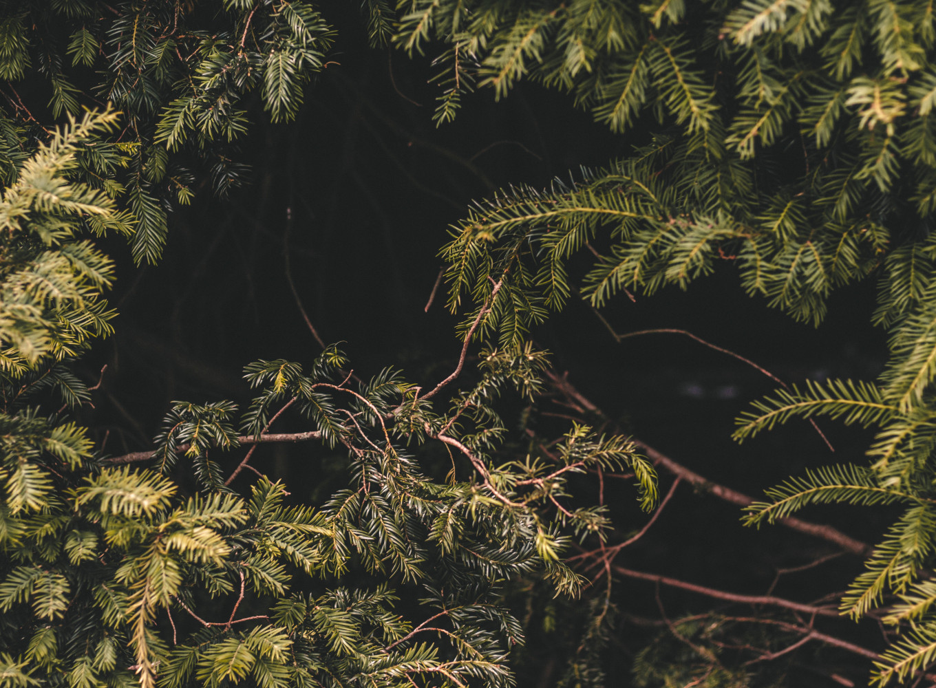 kaung myat min 749991 unsplash