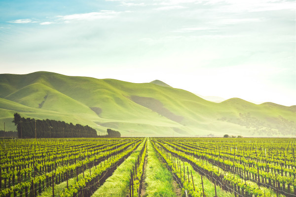 adele payman 2oYMwuFgnTg unsplash