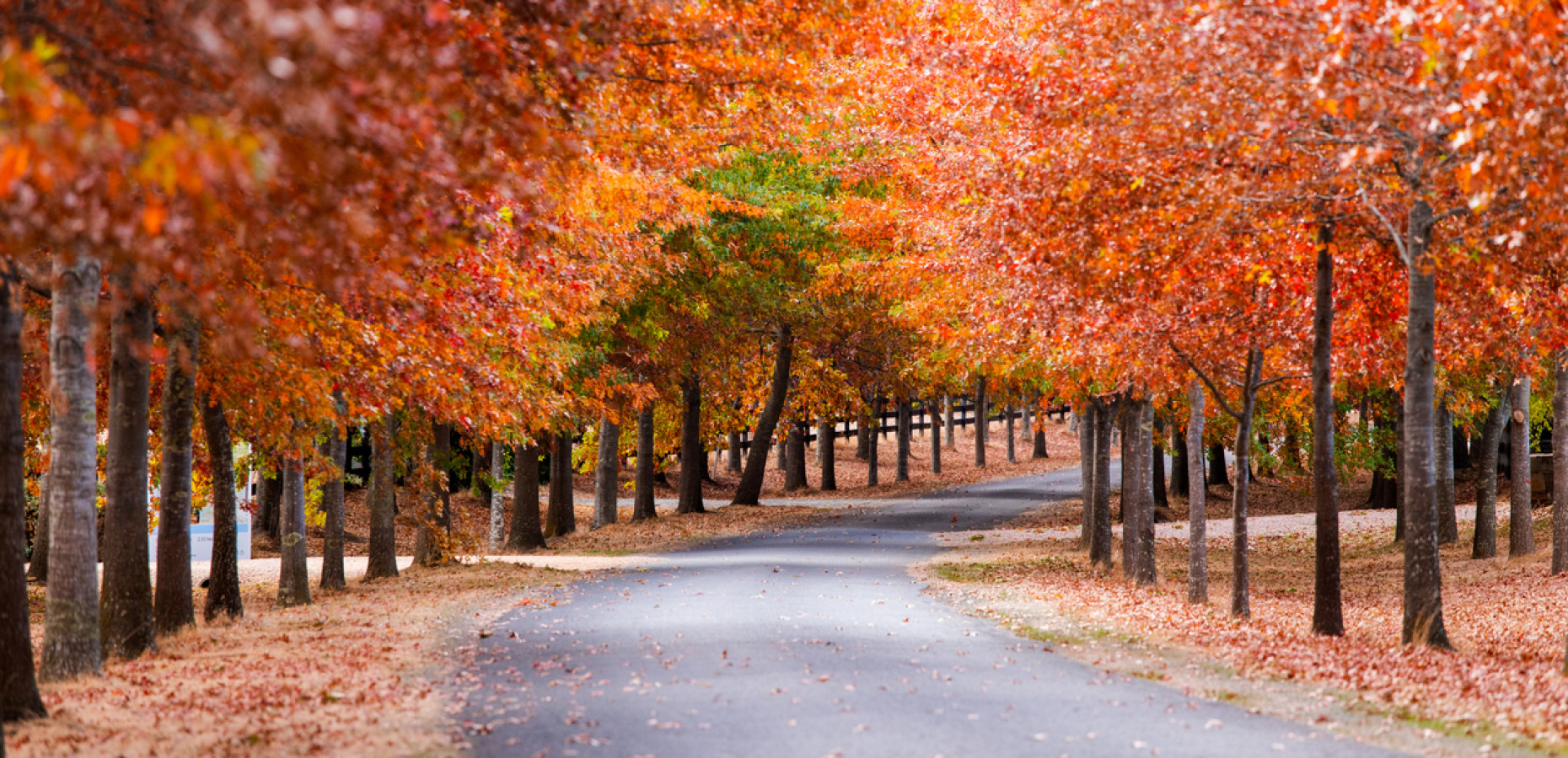 iStock 1147241086