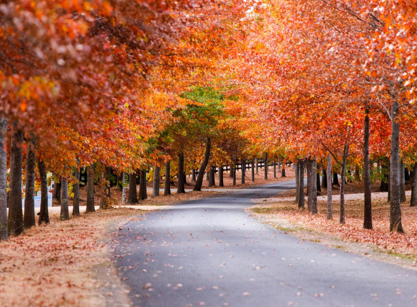 iStock 1147241086