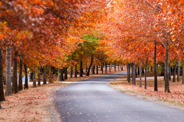 iStock 1147241086